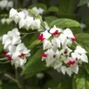 White Bleeding Heart Vine Plant - 5 to 8 Inch Tall - Clerodendrum Thomsoniae Plant