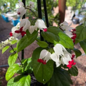 White Bleeding Heart Vine Plant - 5 to 8 Inch Tall - Clerodendrum Thomsoniae Plant