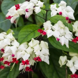 White Bleeding Heart Vine Plant - 5 to 8 Inch Tall - Clerodendrum Thomsoniae Plant