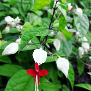 White Bleeding Heart Vine Plant - 5 to 8 Inch Tall - Clerodendrum Thomsoniae Plant
