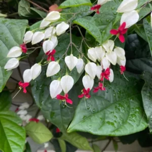 White Bleeding Heart Vine Plant - 5 to 8 Inch Tall - Clerodendrum Thomsoniae Plant