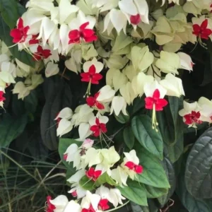 White Bleeding Heart Vine Plant - 5 to 8 Inch Tall - Clerodendrum Thomsoniae Plant