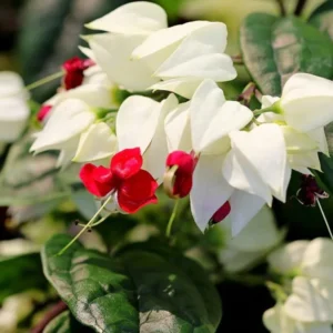 White Bleeding Heart Vine Plant - 5 to 8 Inch Tall - Clerodendrum Thomsoniae Plant