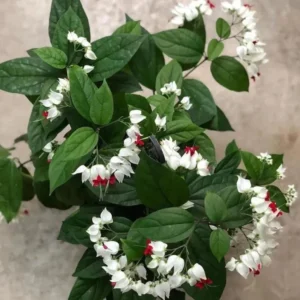 White Bleeding Heart Vine Plant - 5 to 8 Inch Tall - Clerodendrum Thomsoniae Plant
