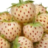 White Carolina Pineberry Plant 2.5 inch Pot Pineapple Strawberry Flavor