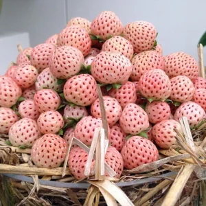 White Carolina Pineberry Plant 2.5 inch Pot Pineapple Strawberry Flavor