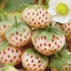 White Carolina Pineberry Plants 10 Roots Bareroot Pineapple Strawberry Flavor