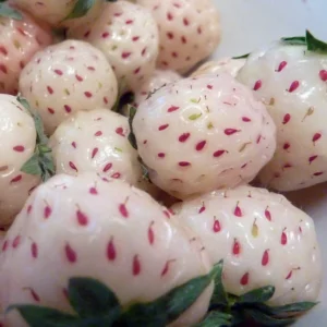 White Carolina Pineberry Plants - 50 Bareroot - Roots - Pineapple Strawberry Flavor