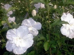 White Chiffon Rose of Sharon Hibiscus Plant 4