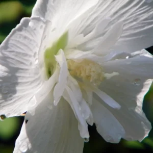 White Chiffon Rose of Sharon Hibiscus Plant 4" Pot - Single White Flowers