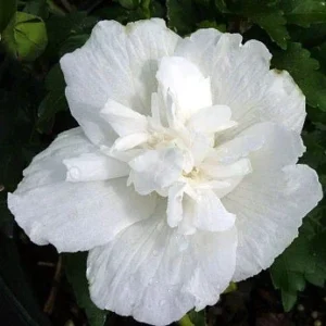 White Chiffon Rose of Sharon Hibiscus Plant 4