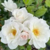 White Climbing Rose Plant Starter - Fragrant Outdoor Rose - 1 Year Old