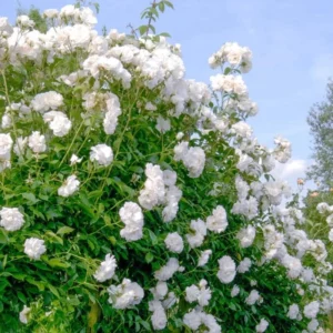 White Climbing Rose Plant Starter - Fragrant Outdoor Rose - 1 Year Old