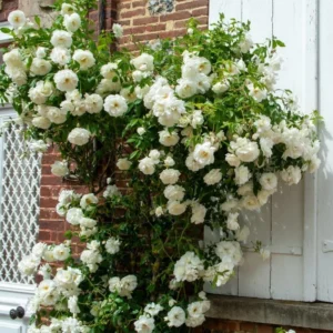 White Climbing Rose Plant Starter - Fragrant Outdoor Rose - 1 Year Old