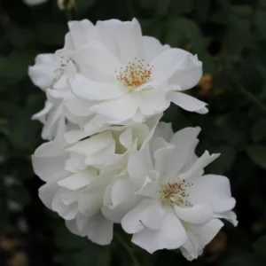 White Climbing Rose Plant Starter - Fragrant Outdoor Rose - 1 Year Old