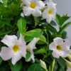 White Dipladenia Madinia Live Plant - Evergreen Bush Shrub - Red Trumpet Flowers