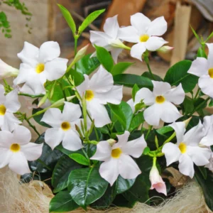 White Dipladenia Madinia Live Plant - Evergreen Bush Shrub - Red Trumpet Flowers