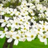 White Dogwood Tree - 12 to 24in Tall Cornus Florida Flowering Dogwood Bare Root