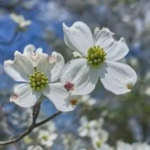 White Dogwood Tree - 12 to 24in Tall Cornus Florida Flowering Dogwood Bare Root