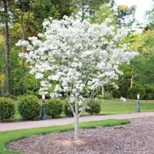 White Dogwood Tree - 12 to 24in Tall Cornus Florida Flowering Dogwood Bare Root