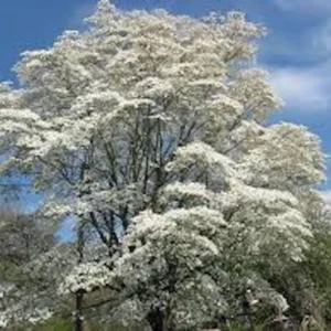 White Dogwood Tree - 12 to 24in Tall Cornus Florida Flowering Dogwood Bare Root