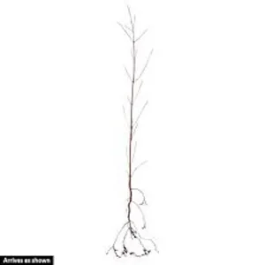 White Dogwood Tree - 12 to 24in Tall Cornus Florida Flowering Dogwood Bare Root