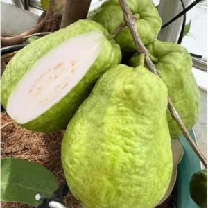 White Guava Tree Live Plant - 4-8 Inch Guava Tree for Gardening