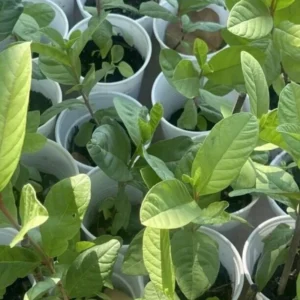 White Guava Tree Live Plant - 4-8 Inch Guava Tree for Gardening