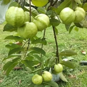 White Guava Tree Live Plant - 4-8 Inch Guava Tree for Gardening