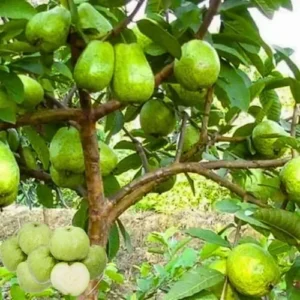 White Guava Trees Live Plants - Set of 2 in 4