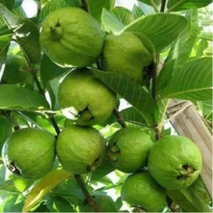 White Guava Trees Live Plants - Set of 2 in 4