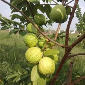 White Guava Trees Live Plants - Set of 2 in 4