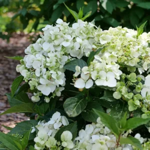 White Hydrangea FairyTrail White - 4 Inch Potted Plant