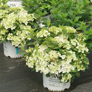 White Hydrangea FairyTrail White - 4 Inch Potted Plant