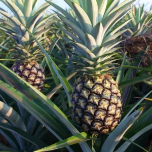 White Jade Pineapple Plants - Live Perennial Garden Pineapple Trees 4-6 Inch