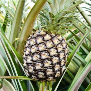 White Jade Pineapple Plants - Live Perennial Garden Pineapple Trees 4-6 Inch