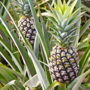 White Jade Pineapple Plants - Live Perennial Garden Pineapple Trees 4-6 Inch