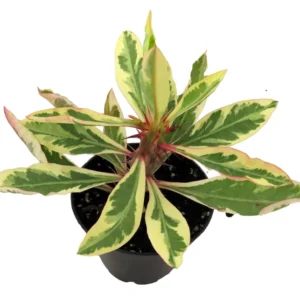 White Lightning Crown of Thorns Plant - Euphorbia - 2.5 Inch Pot - Rare Variety