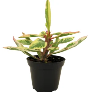 White Lightning Crown of Thorns Plant - Euphorbia - 2.5 Inch Pot - Rare Variety