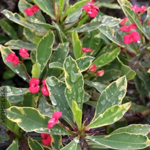 White Lightning Crown of Thorns Plant - Euphorbia - 2.5 Inch Pot - Rare Variety