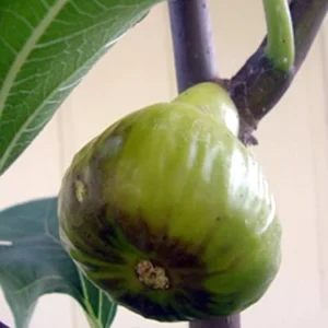 White Marseilles Italian Honey Fig Plant - 2.5" Pot - Blanche Fig Tree