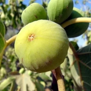White Marseilles Italian Honey Fig Plant - 2.5