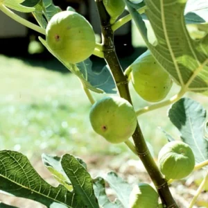 White Marseilles Italian Honey Fig Plant - 2.5