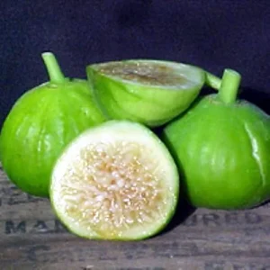 White Marseilles Italian Honey Fig Plant - 2.5