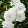 White Miniature Rose Live Plant - Flower Bush/Shrub - Herbs Houseplants Roses