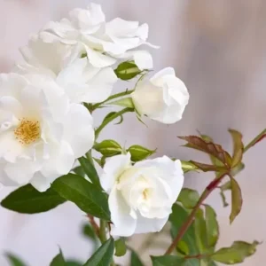 White Miniature Rose Live Plant - Flower Bush/Shrub - Herbs Houseplants Roses