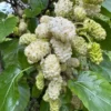 White Mulberry Tree - 12 to 24in Tall Morus alba - Bare Root Fast Growing