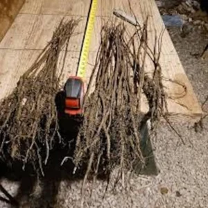 White Mulberry Tree - 12 to 24in Tall Morus alba - Bare Root Fast Growing