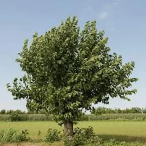White Mulberry Tree - 12 to 24in Tall Morus alba - Bare Root Fast Growing