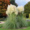 White Pampas Grass Plant 2.5" Pot - Cortaderia selloana Ornamental Grass